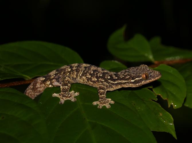 Thecadactylus rapicauda (Houttuyn, 1782) © Arnaud Anselin / Parc amazonien de Guyane