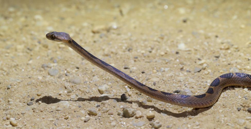 Leptodeira annulata (Linnaeus, 1758) © Arnaud Anselin / Parc amazonien de Guyane