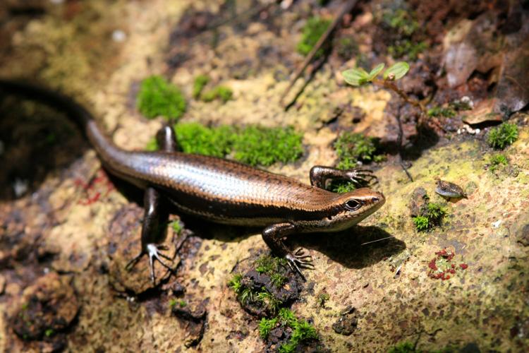 Gymnophthalmus underwoodi Grant, 1958 © Arnaud Anselin / Parc amazonien de Guyane