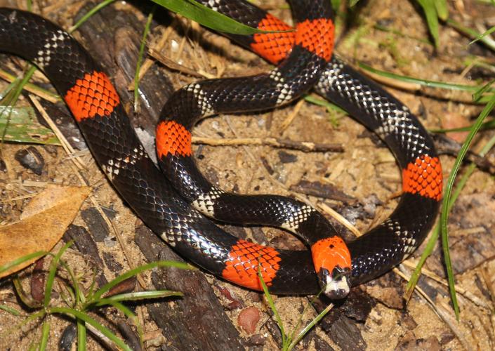 Micrurus lemniscatus (Linnaeus, 1758) © Arnaud Anselin / Parc amazonien de Guyane