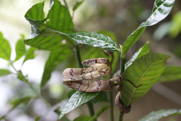 Phrynonax polylepis (W. Peters, 1867) © Arnaud Anselin / Parc amazonien de Guyane