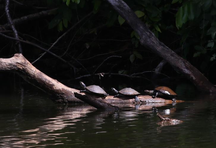 Podocnemis unifilis Troschel, 1848 © Arnaud Anselin / Parc amazonien de Guyane