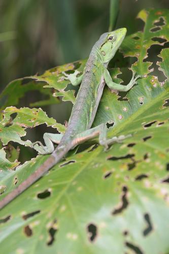 Polychrus marmoratus (Linnaeus, 1758) © Arnaud Anselin / Parc amazonien de Guyane