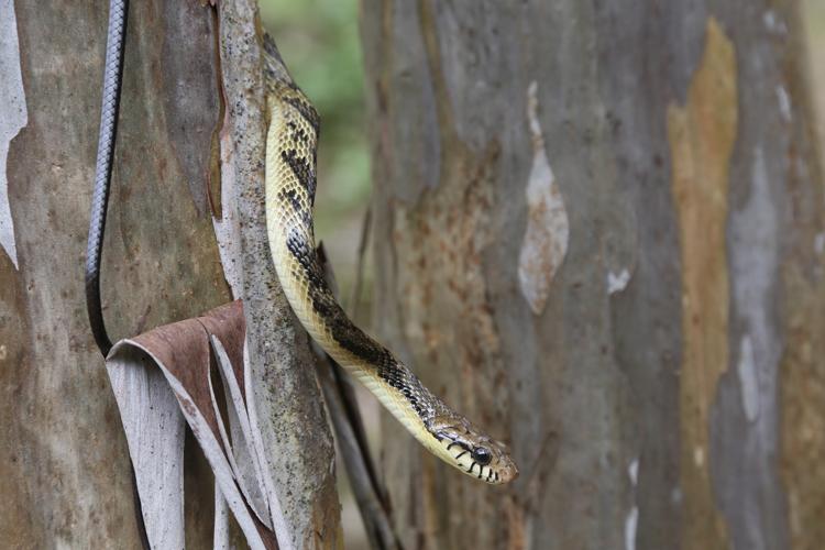 Spilotes sulphureus (Wagler in Spix, 1824) © Arnaud Anselin / Parc amazonien de Guyane