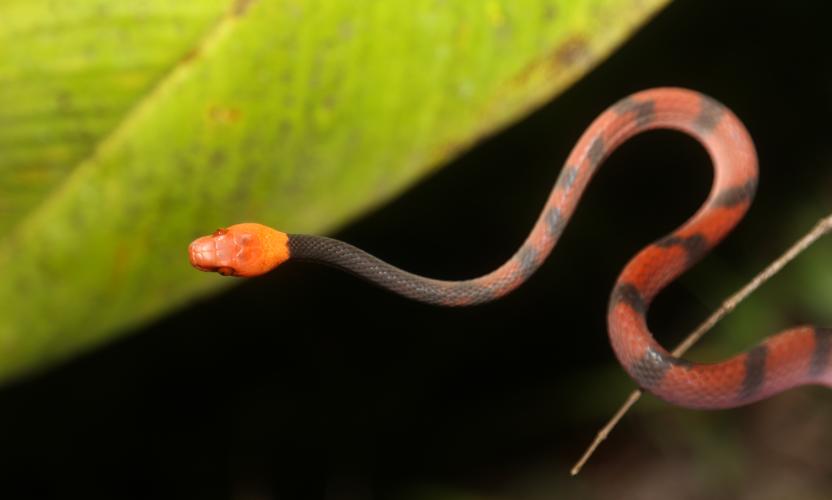 Siphlophis compressus (Daudin, 1803) © Arnaud Anselin / Parc amazonien de Guyane