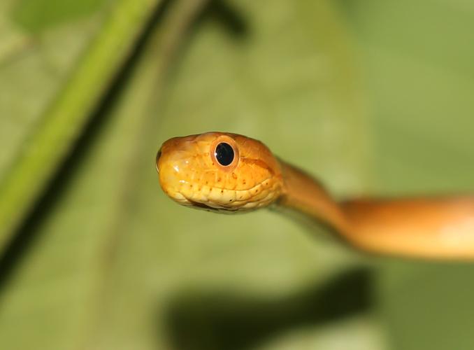 Thamnodynastes pallidus (Linnaeus, 1758) © Arnaud Anselin / Parc amazonien de Guyane