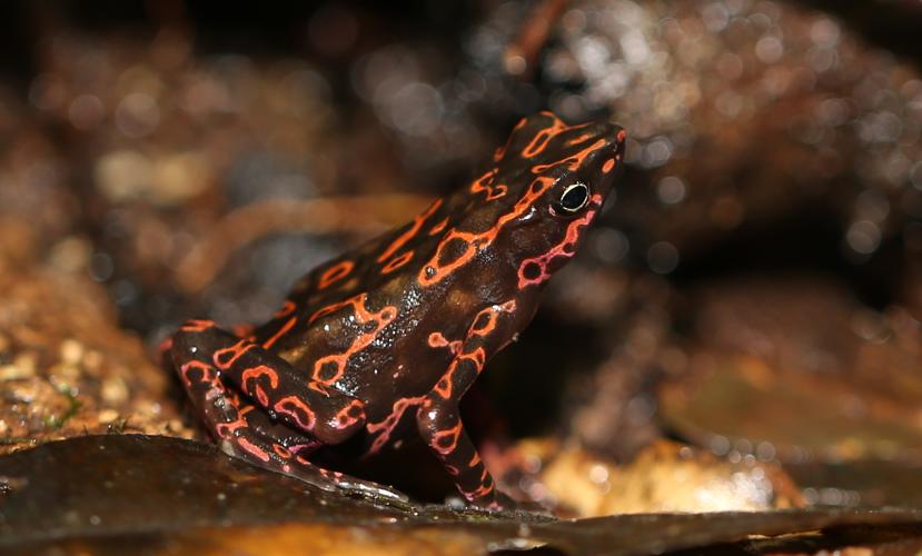 Atelopus flavescens Duméril & Bibron, 1841 © Arnaud Anselin / Parc amazonien de Guyane