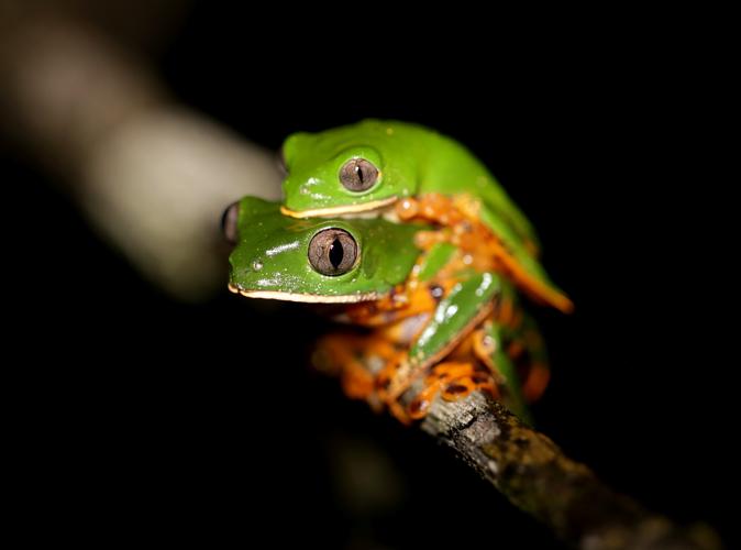 Amplexus de Callimedusa tomopterna © Arnaud Anselin / Parc amazonien de Guyane