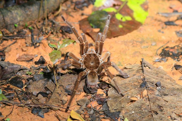 Theraphosa blondi (Latreille, 1804) © Arnaud Anselin / Parc amazonien de Guyane