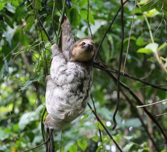 Bradypus tridactylus Linnaeus, 1758 © Arnaud Anselin / Parc amazonien de Guyane