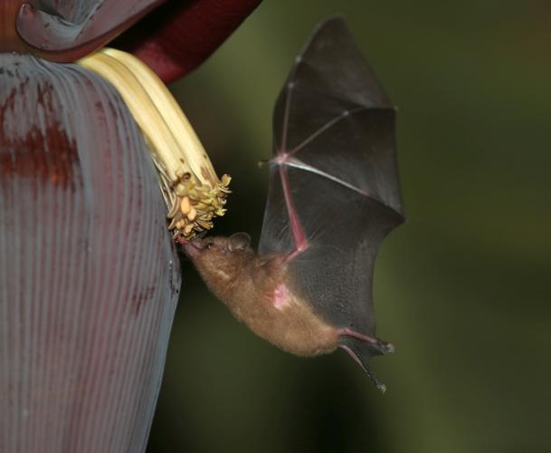 Glossophaga soricina (Pallas, 1766) © Arnaud Anselin / Parc amazonien de Guyane