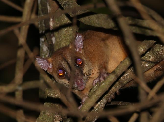 Caluromys philander (Linnaeus, 1758) © Arnaud Anselin / Parc amazonien de Guyane