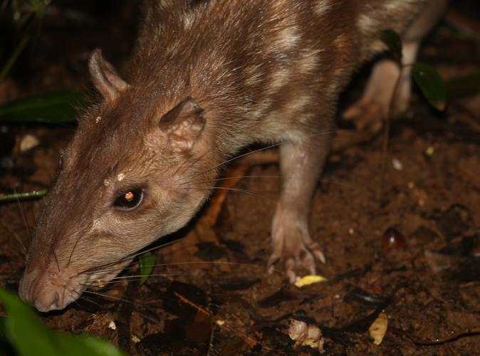 Cuniculus paca (Linnaeus, 1766) © Arnaud Anselin / Parc amazonien de Guyane