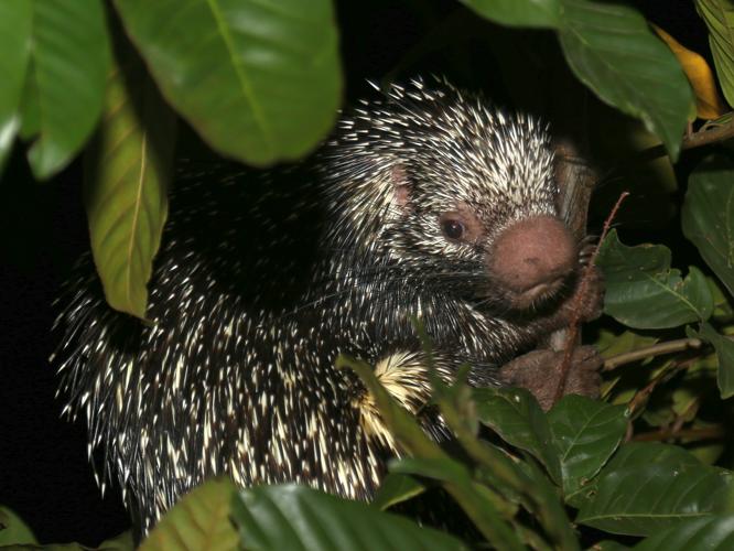 Coendou prehensilis (Linnaeus, 1758) © Arnaud Anselin / Parc amazonien de Guyane