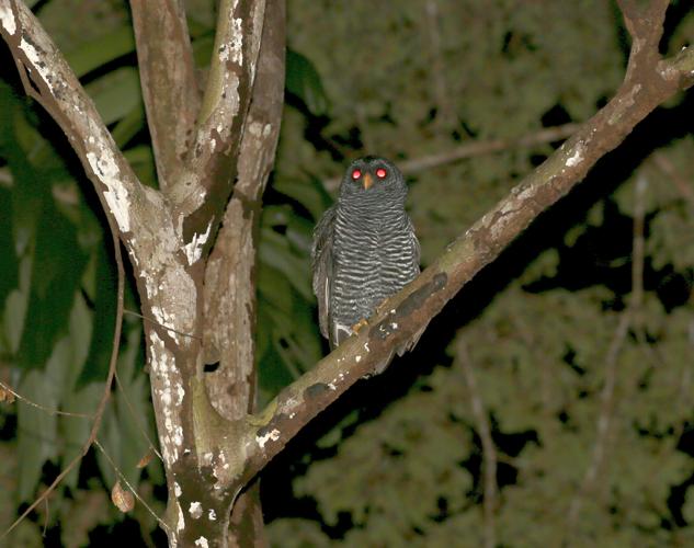 Ciccaba huhula (Daudin, 1800) © Arnaud Anselin / Parc amazonien de Guyane