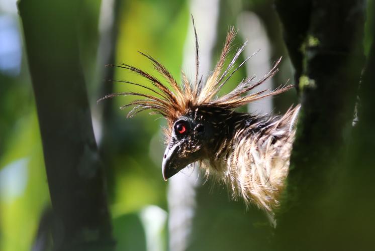 Opisthocomus hoazin (Statius Müller, 1776) © Arnaud Anselin / Parc amazonien de Guyane