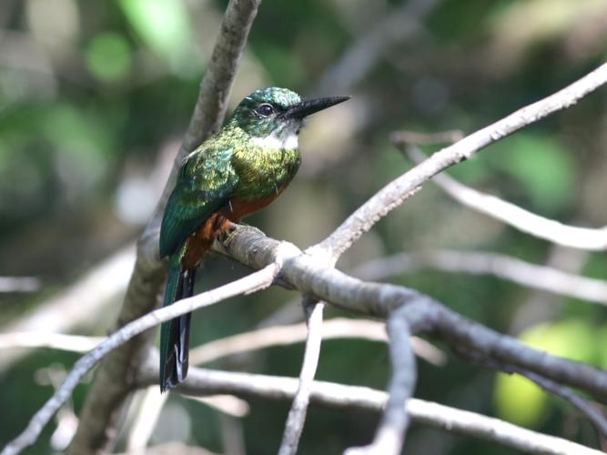Galbula galbula (Linnaeus, 1766) © Arnaud Anselin / Parc amazonien de Guyane