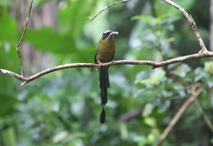 Momotus momota (Linnaeus, 1766) © Arnaud Anselin / Parc amazonien de Guyane