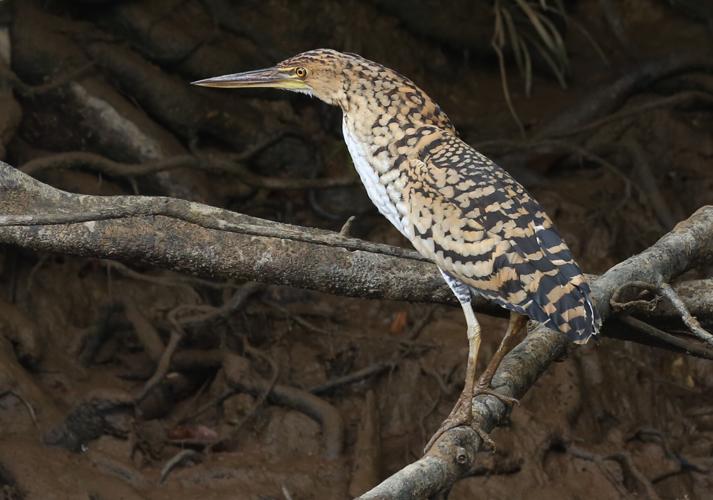 Tigrisoma lineatum (Boddaert, 1783) © Arnaud Anselin / Parc amazonien de Guyane