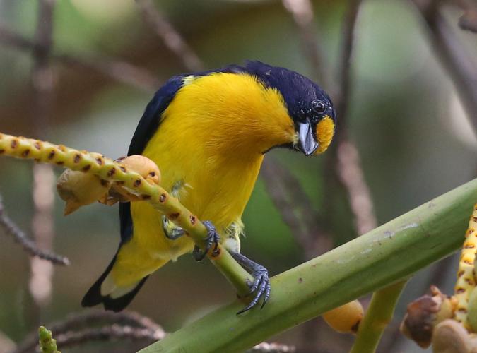 Euphonia violacea (Linnaeus, 1758) © Arnaud Anselin / Parc amazonien de Guyane