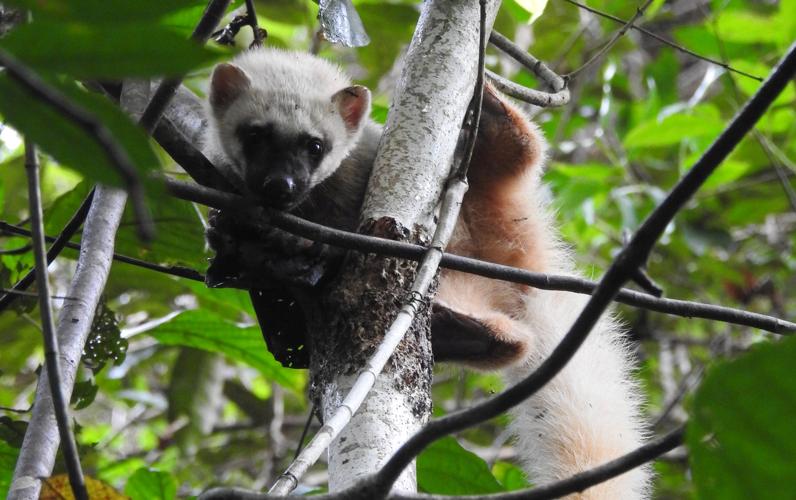 Eira barbara (forme blanche) © Sébastien Sant / Parc amazonien de Guyane