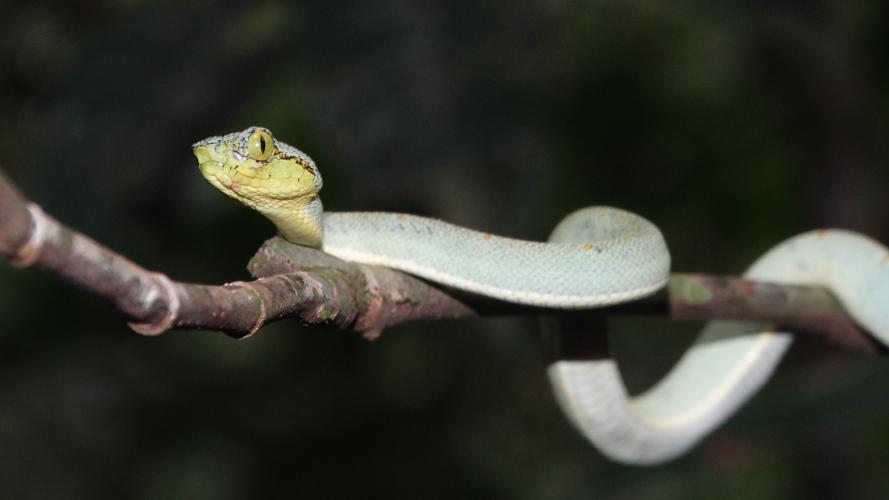 Grage jacquot © Alice Bello / Parc amazonien de Guyane