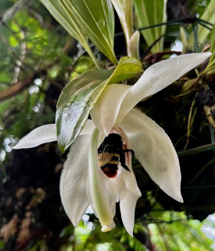 Stanhopea grandiflora (Saül) © Emeric Auffert / Parc amazonien de Guyane