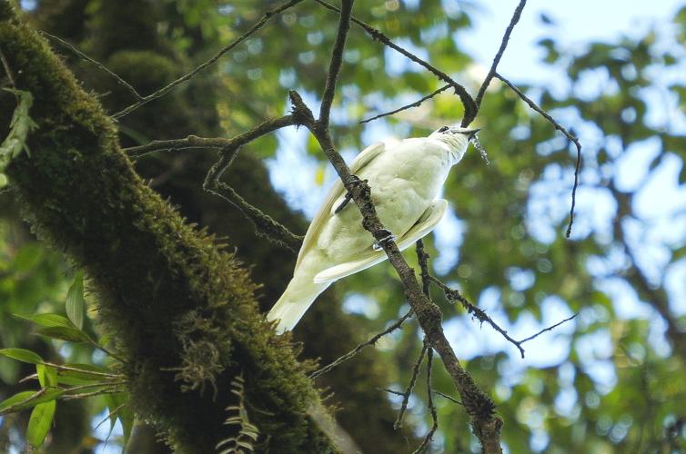 Mâle d'Araponga blanc (montagne Kotika, novembre 2022) © Maxime Charroneau / Parc amazonien de Guyane