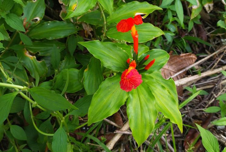 Chamaecostus lanceolatus subsp. pulchriflorus (Pidima, Maripasoula) © A. Thonnel/ Parc amazonien de guyane
