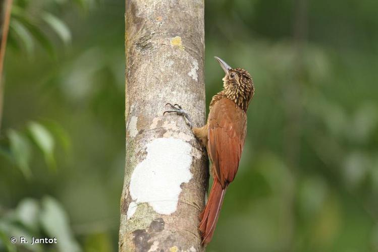 <i>Xiphorhynchus guttatus</i> (Lichtenstein, 1820) © R. Jantot