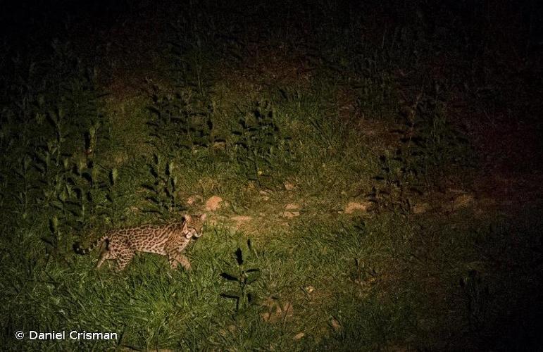 <i>Leopardus pardalis</i> (Linnaeus, 1758) © Daniel Crisman