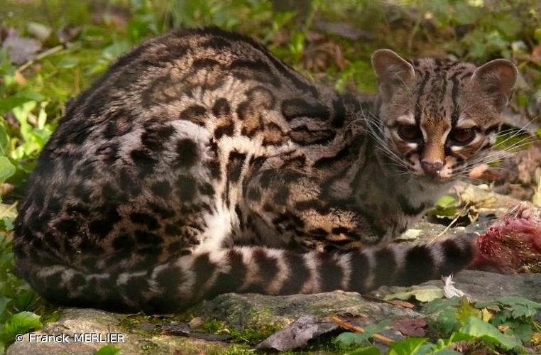 <i>Leopardus wiedii</i> (Schinz, 1821) © Franck MERLIER