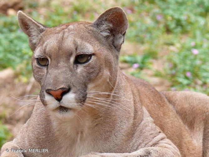 <i>Puma concolor</i> (Linnaeus, 1771) © Franck MERLIER