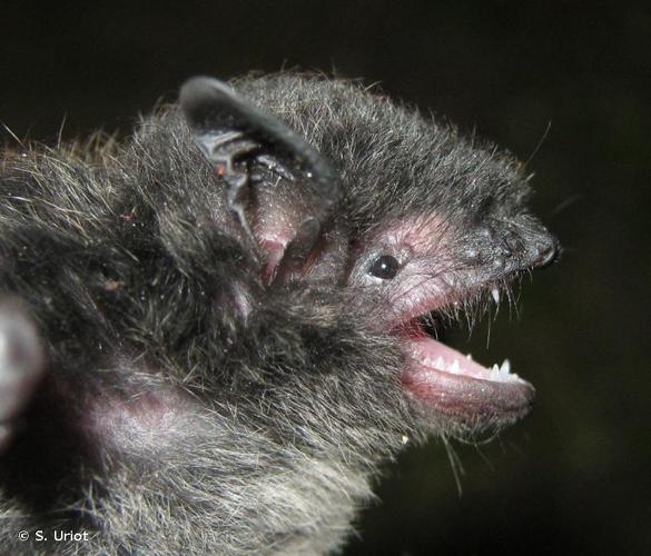 <i>Myotis nigricans</i> (Schinz, 1821) © S. Uriot