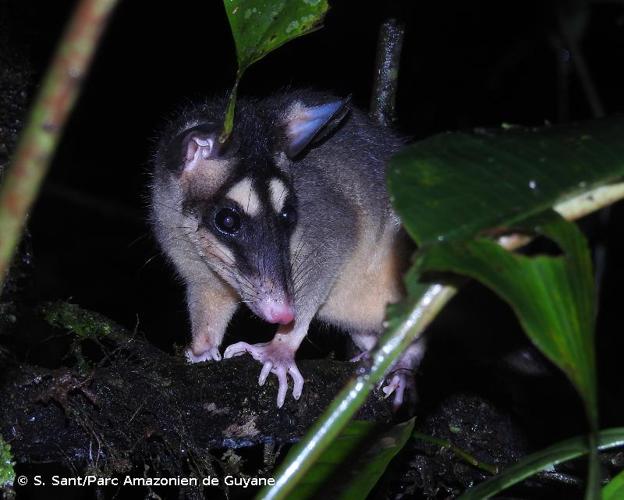 <i>Philander opossum</i> (Linnaeus, 1758) © S. Sant/Parc Amazonien de Guyane