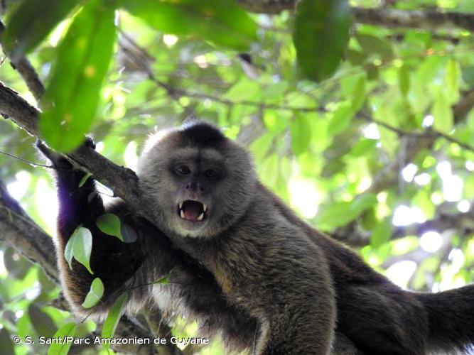 <i>Cebus olivaceus</i> Schomburgk, 1848 © S. Sant/Parc Amazonien de Guyane