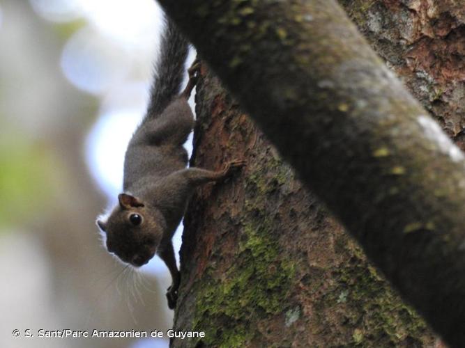 <i>Sciurillus pusillus</i> (É. Geoffroy Saint-Hilaire, 1803) © S. Sant/Parc Amazonien de Guyane