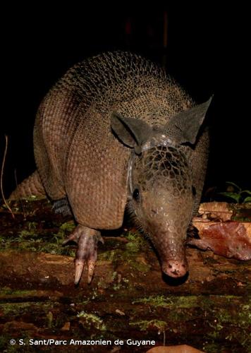 <i>Dasypus novemcinctus</i> Linnaeus, 1758 © S. Sant/Parc Amazonien de Guyane