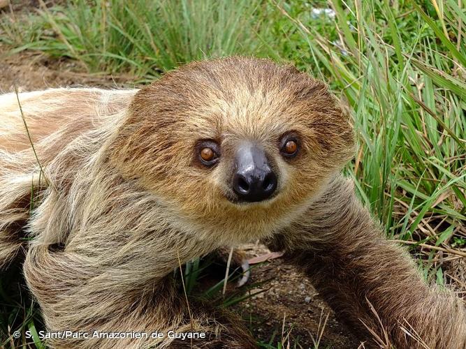 <i>Choloepus didactylus</i> (Linnaeus, 1758) © S. Sant/Parc Amazonien de Guyane