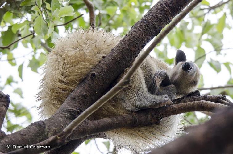 <i>Tamandua tetradactyla</i> (Linnaeus, 1758) © Daniel Crisman