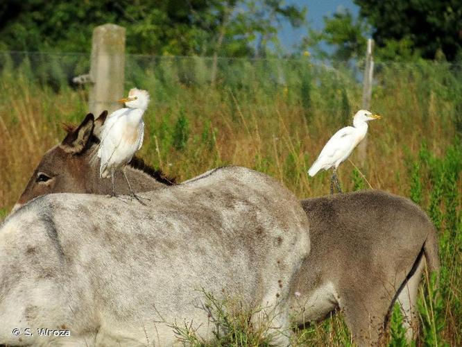 <i>Bubulcus ibis</i> (Linnaeus, 1758) © S. Wroza