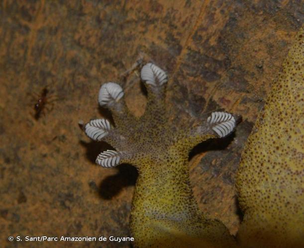 <i>Gehyra mutilata</i> (Wiegmann, 1834) © S. Sant/Parc Amazonien de Guyane