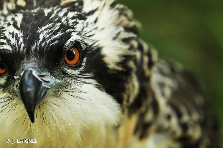 <i>Pandion haliaetus</i> (Linnaeus, 1758) © J. LAIGNEL