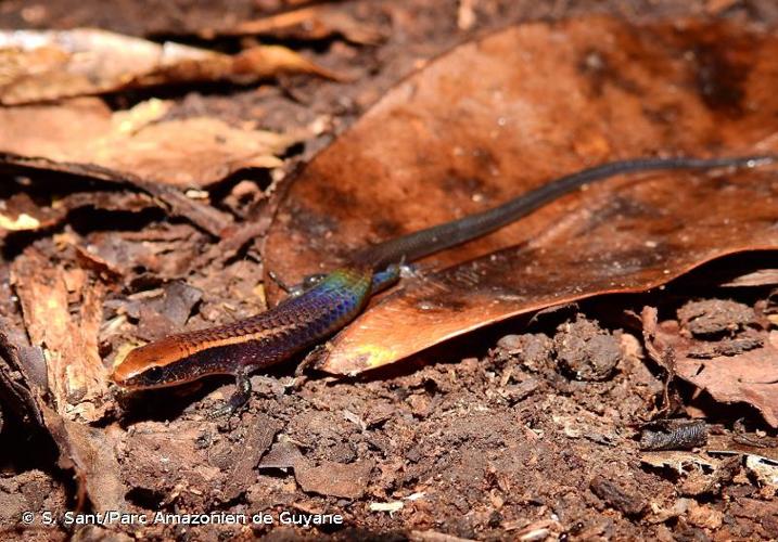 <i>Iphisa elegans</i> Gray, 1851 © S. Sant/Parc Amazonien de Guyane