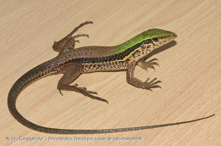 <i>Ameiva ameiva</i> (Linnaeus, 1758) © M. Dewynter - Fondation Biotope pour la biodiversité