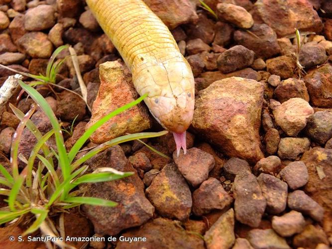 <i>Amphisbaena alba</i> Linnaeus, 1758 © S. Sant/Parc Amazonien de Guyane