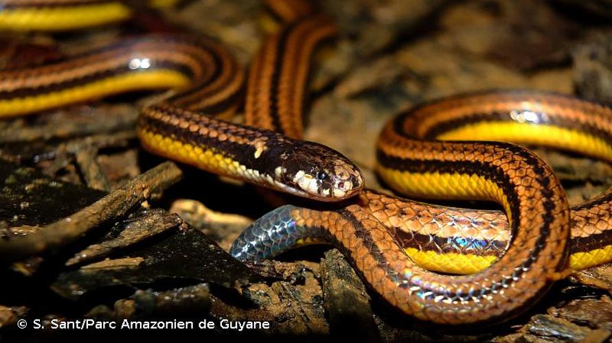 <i>Apostolepis quinquelineata</i> Boulenger, 1896 © S. Sant/Parc Amazonien de Guyane