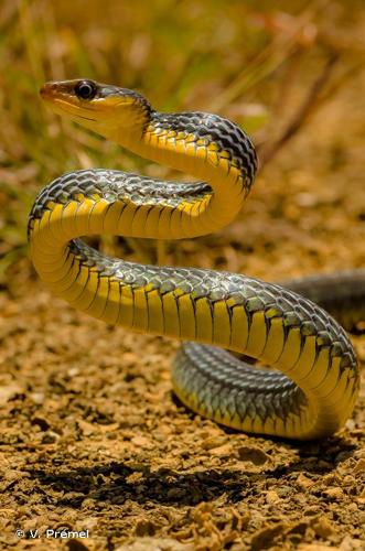 <i>Chironius carinatus</i> (Linnaeus, 1758) © V. Prémel
