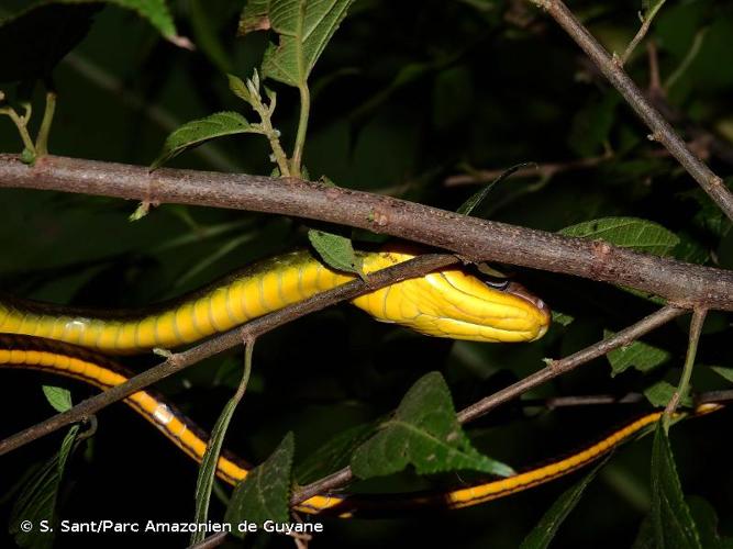 <i>Chironius exoletus</i> (Linnaeus, 1758) © S. Sant/Parc Amazonien de Guyane