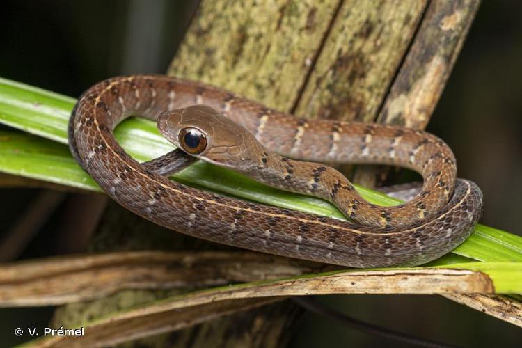 <i>Dendrophidion dendrophis</i> (Schlegel, 1837) © V. Prémel